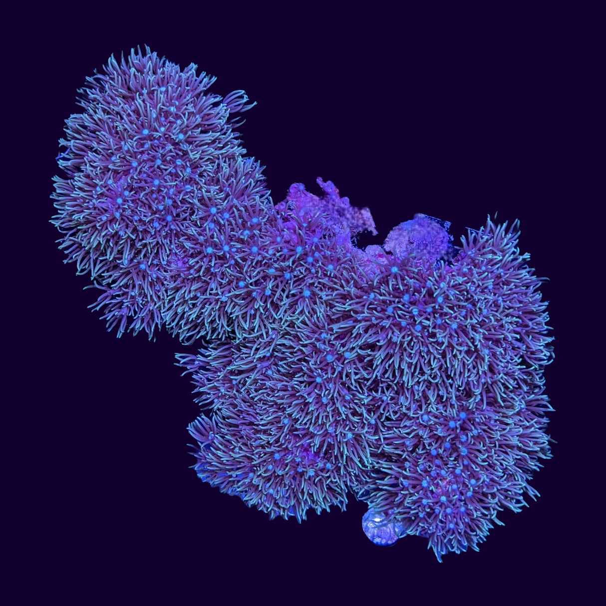 Green Star Polyp Colony