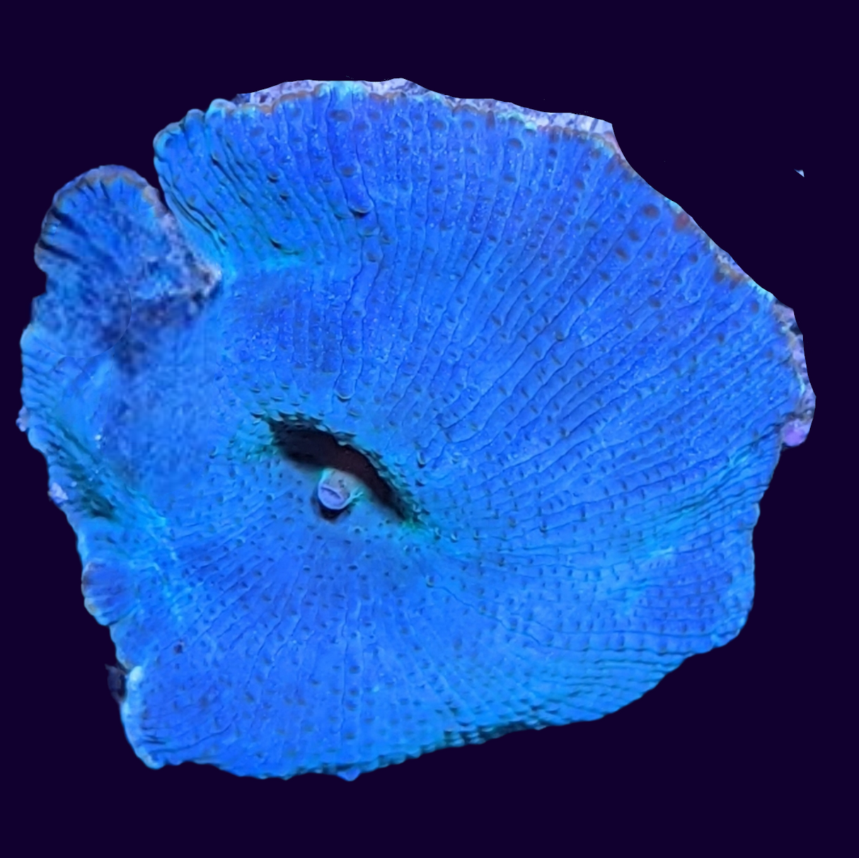 Blue Discosoma Mushroom