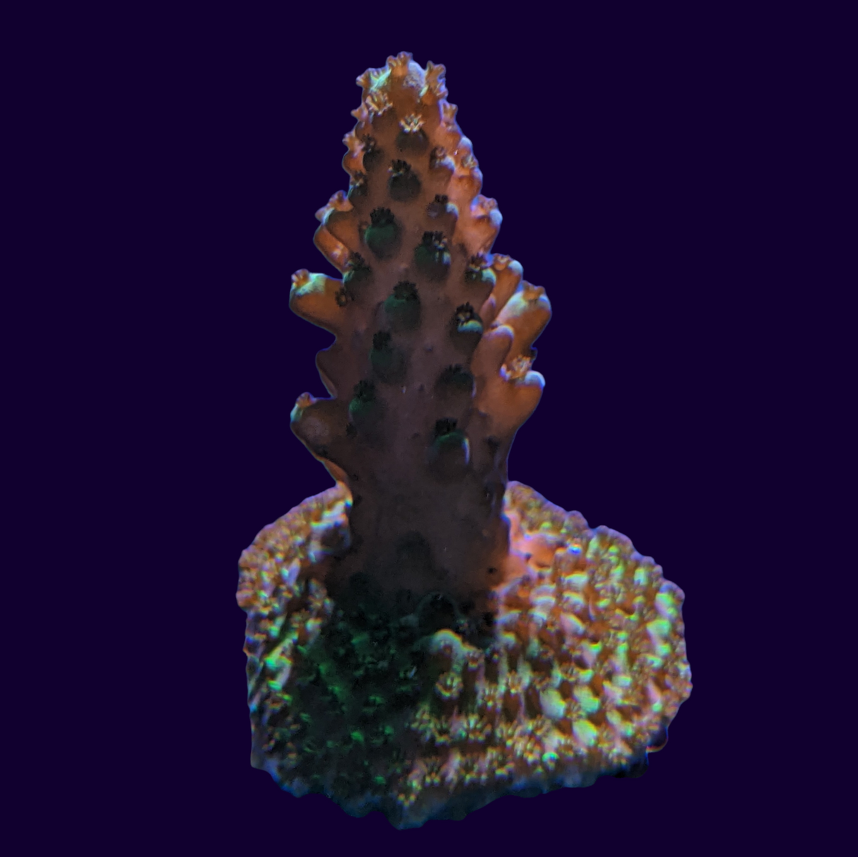 Acropora Frag (UK Grown)