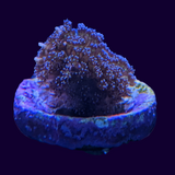Stylophora