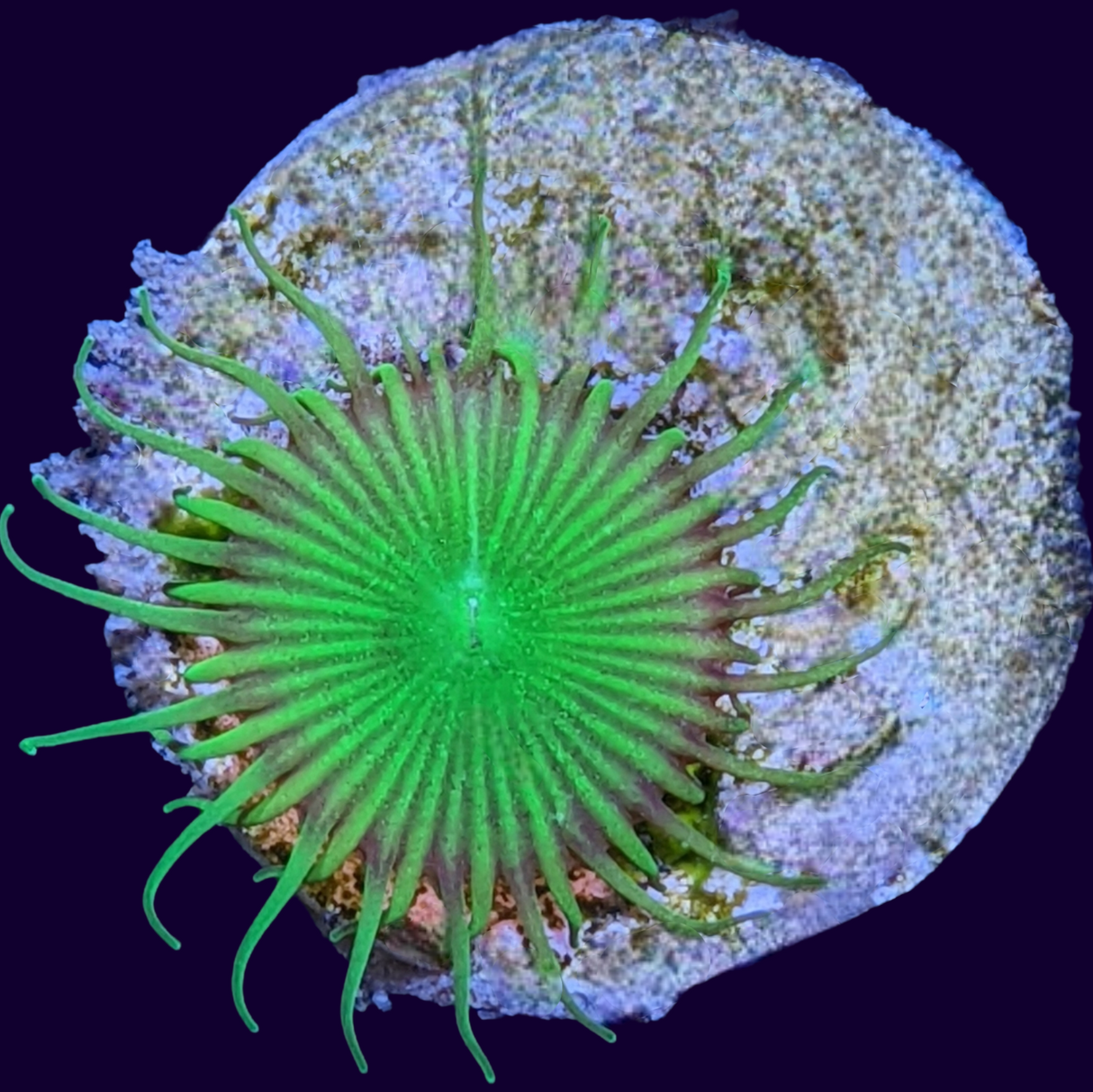 Green Paly Zoa Frag (UK Grown)