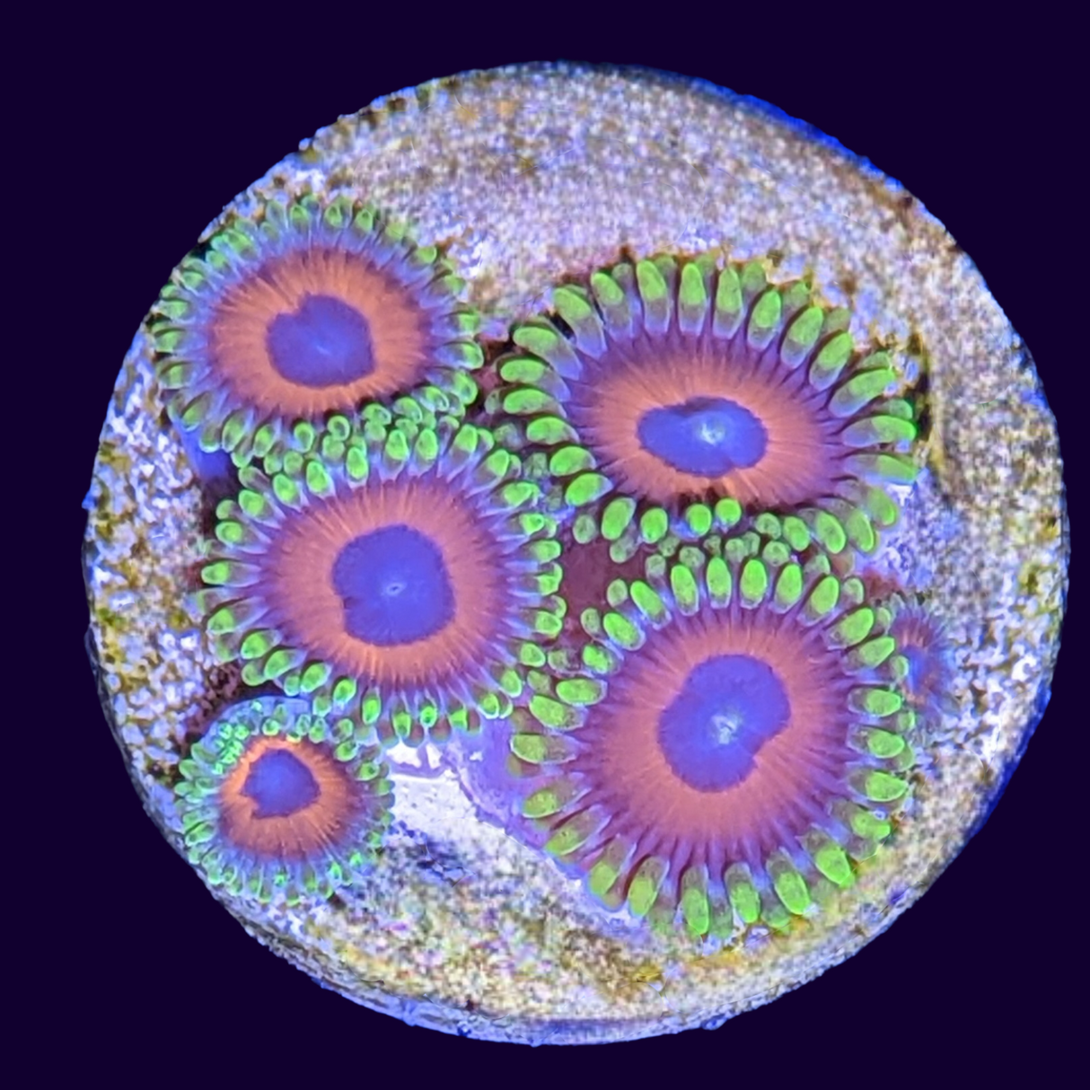 Eagle Eyes Zoas Frag