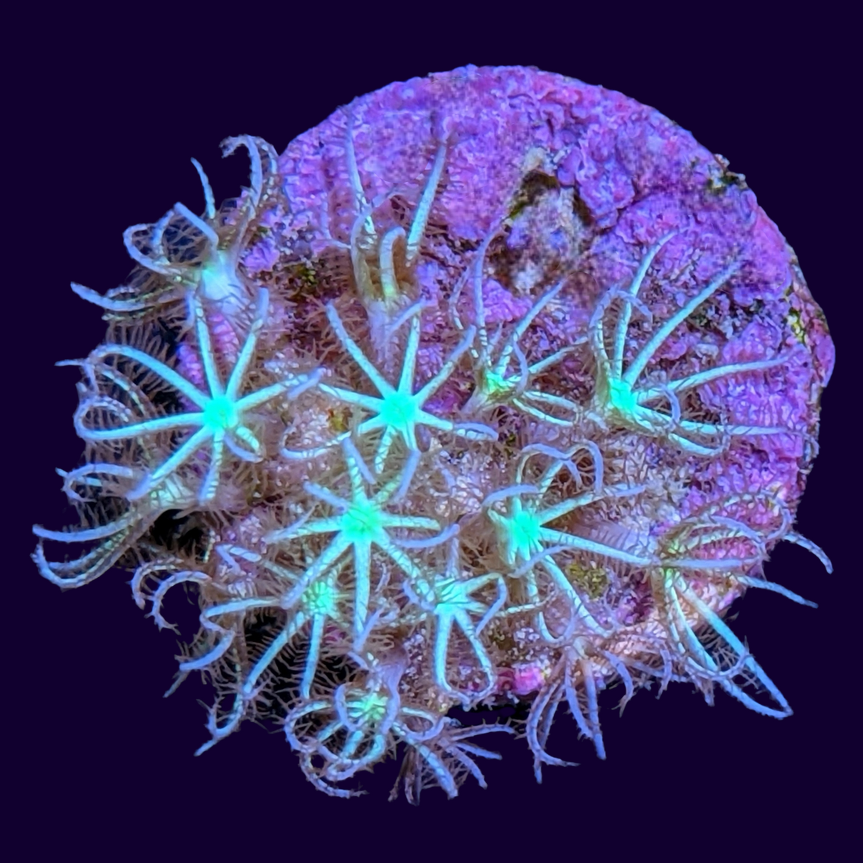 Green Star Polyp Frag