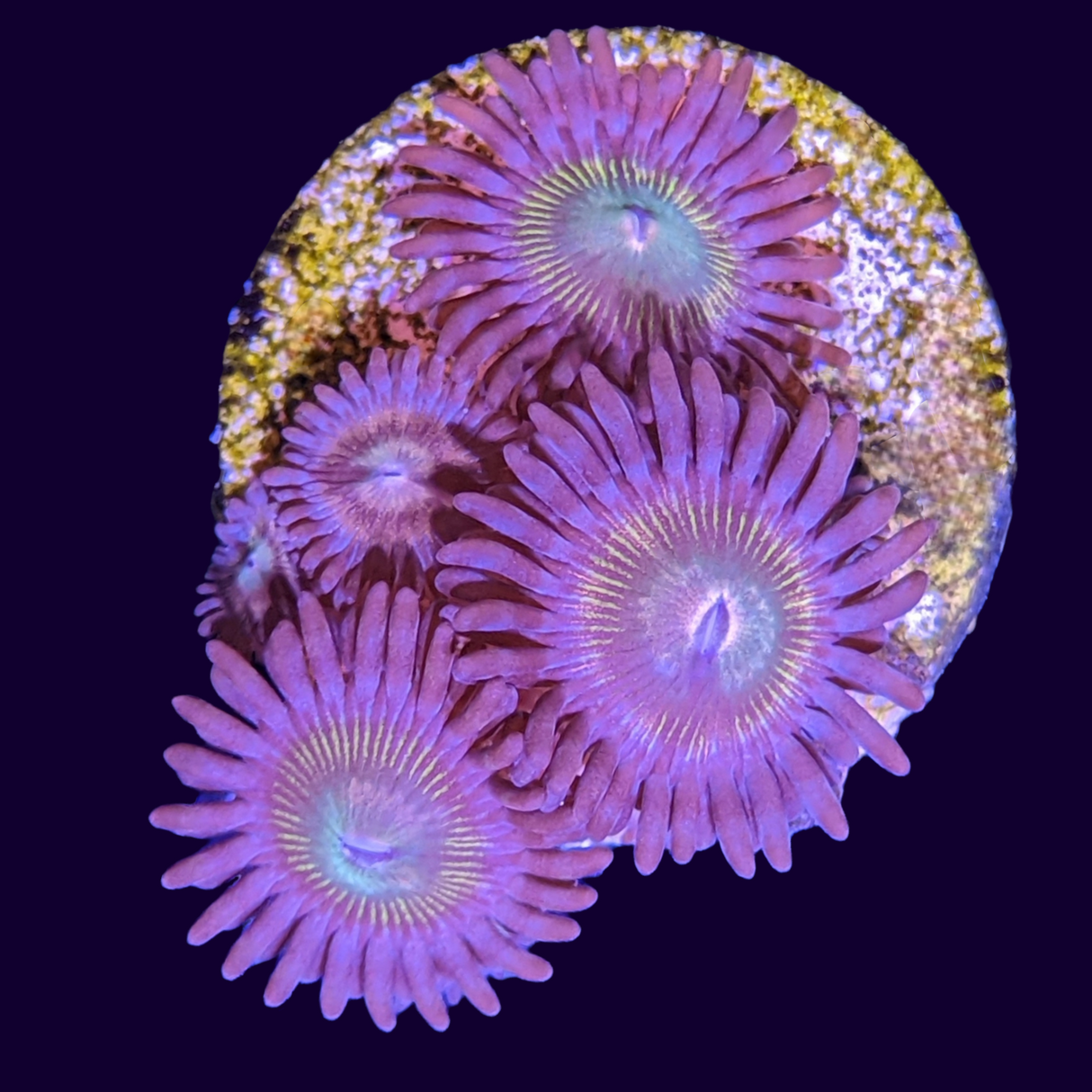 Zoa Frag