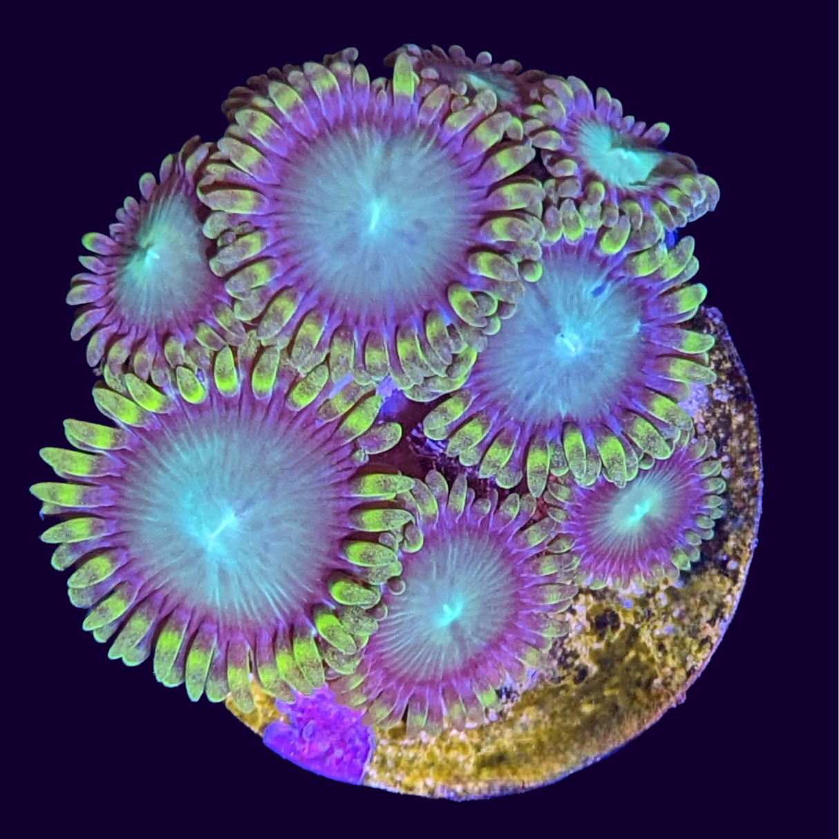 Radioactive Dragons Eyes Zoa Frag