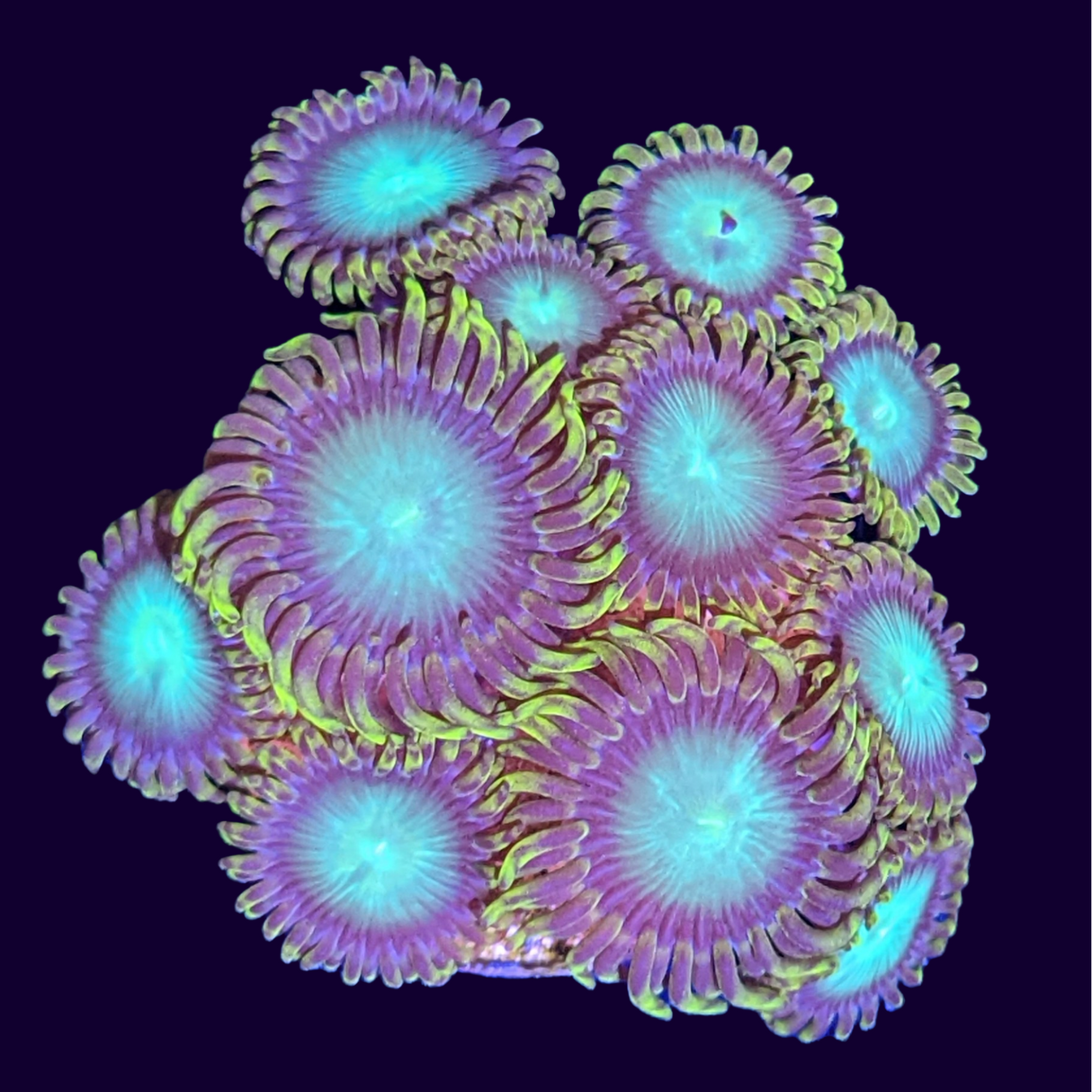 Radioactive Dragons Eyes Zoa Frag