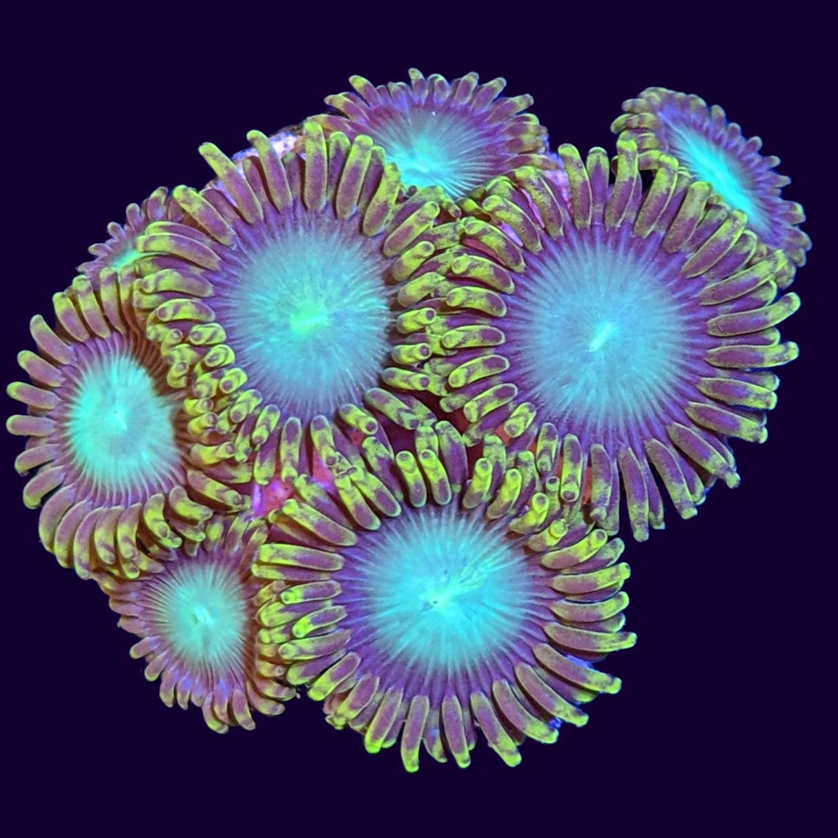 Radioactive Dragons Eyes Zoa Frag