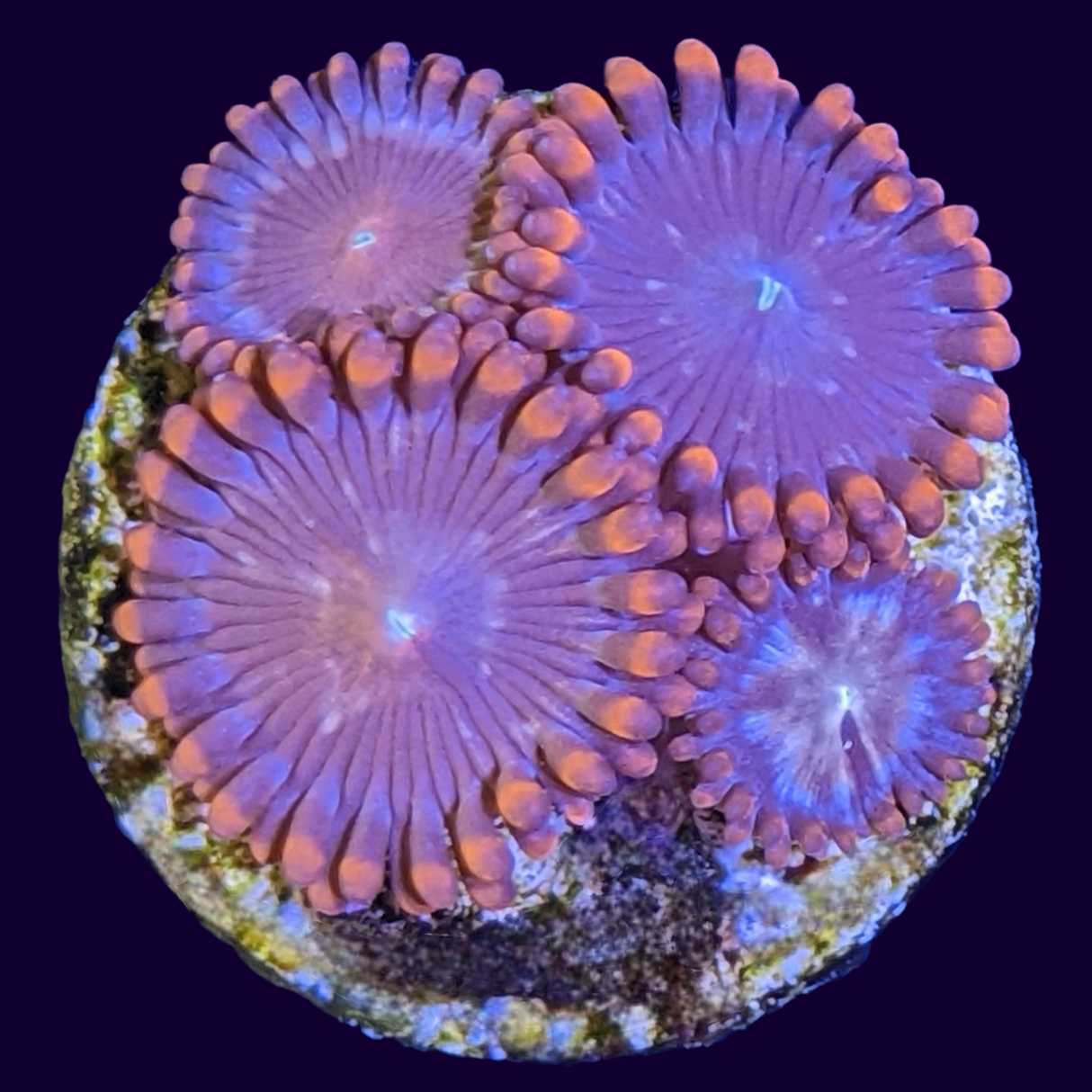 Orange Zoa Frag