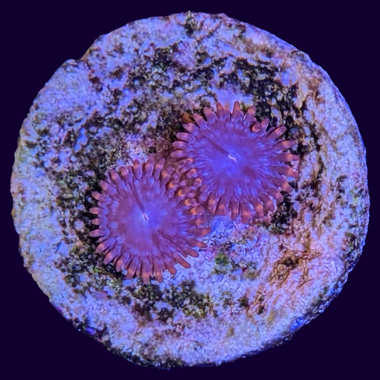 Orange Zoa Frag