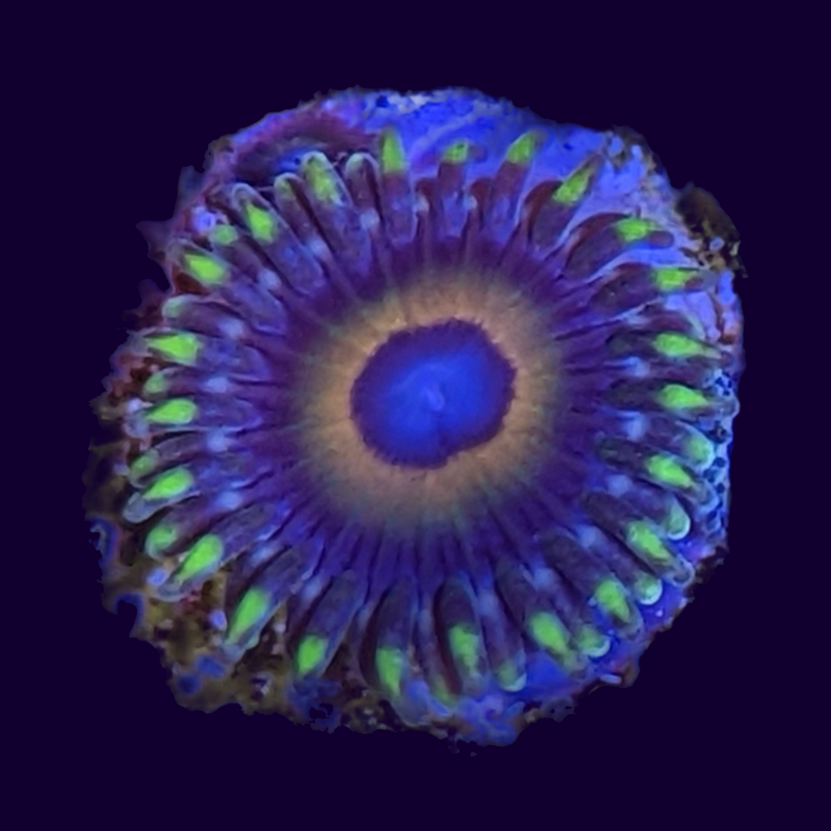 Eagle Eyes Zoas Frag