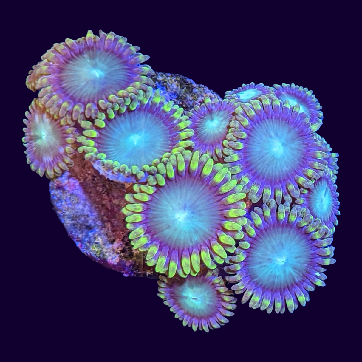 Radioactive Dragons Eyes Zoa Frag