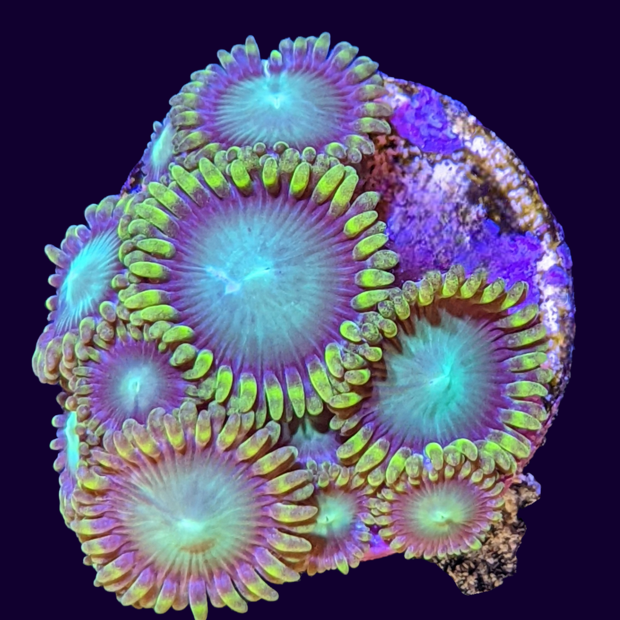 Radioactive Dragons Eyes Zoa Frag