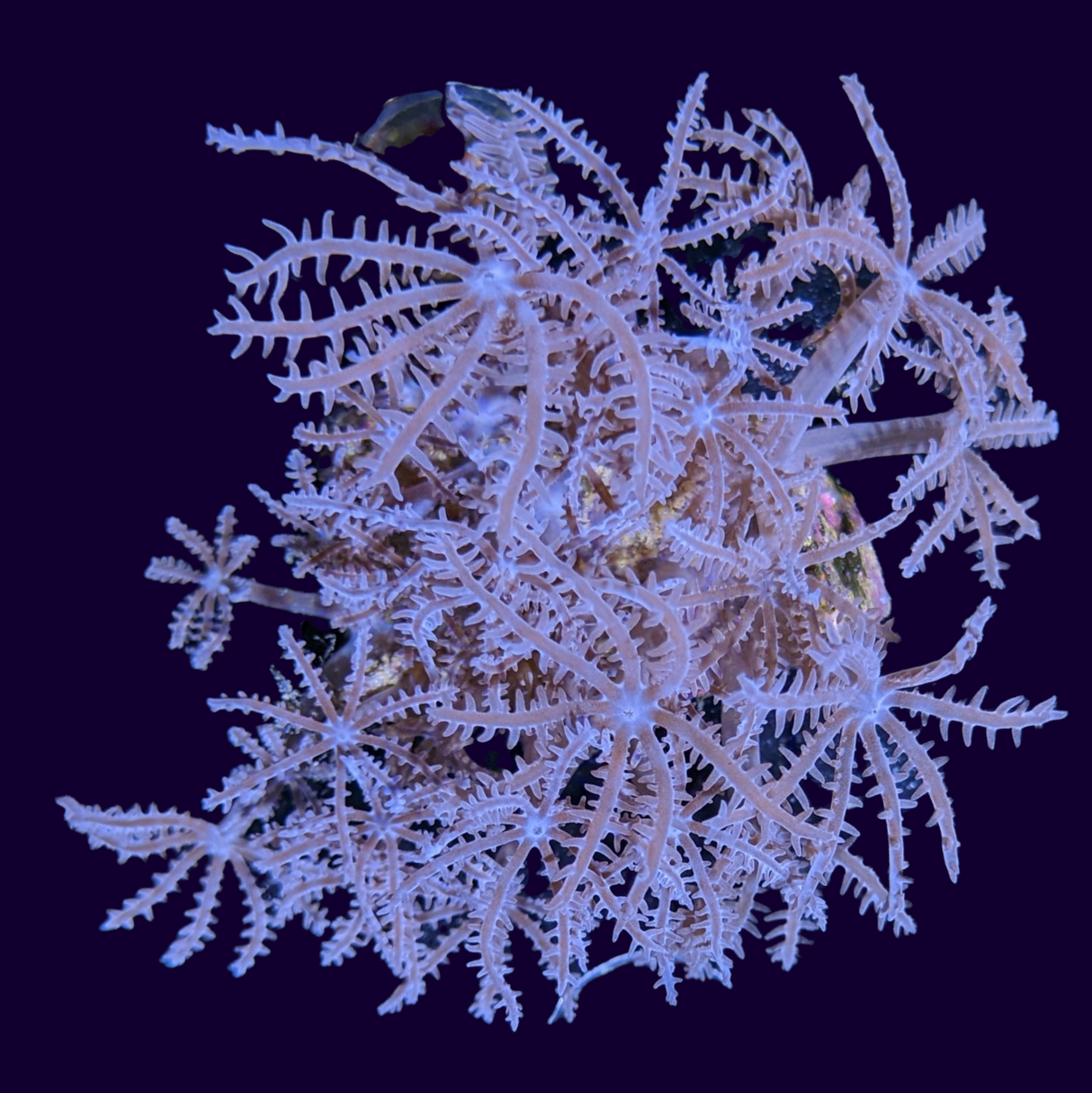 Waving Hand Coral