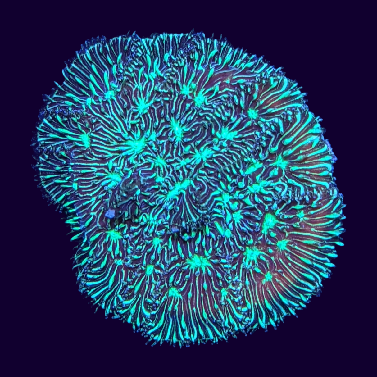 Metallic Green Pavona (UK Grown)