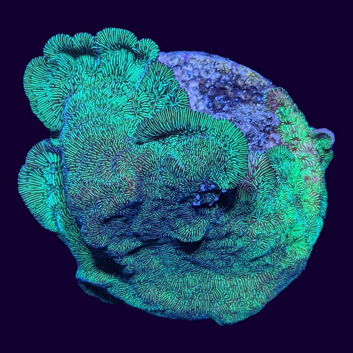 Large Metallic Green Pavona (UK Grown)