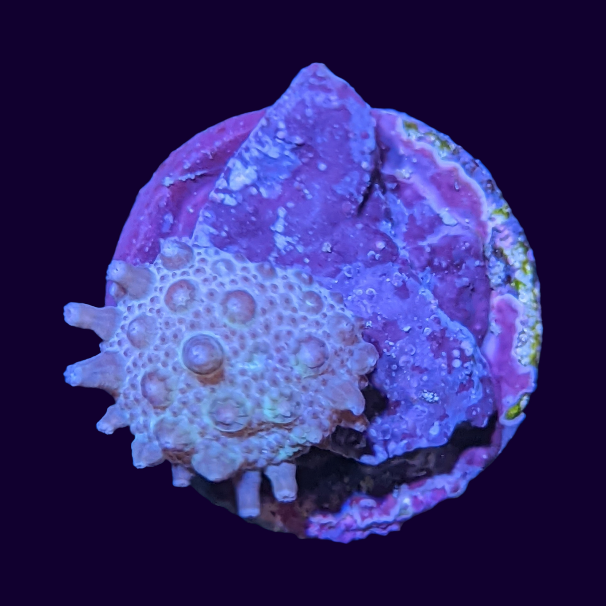 Toadstool Frag