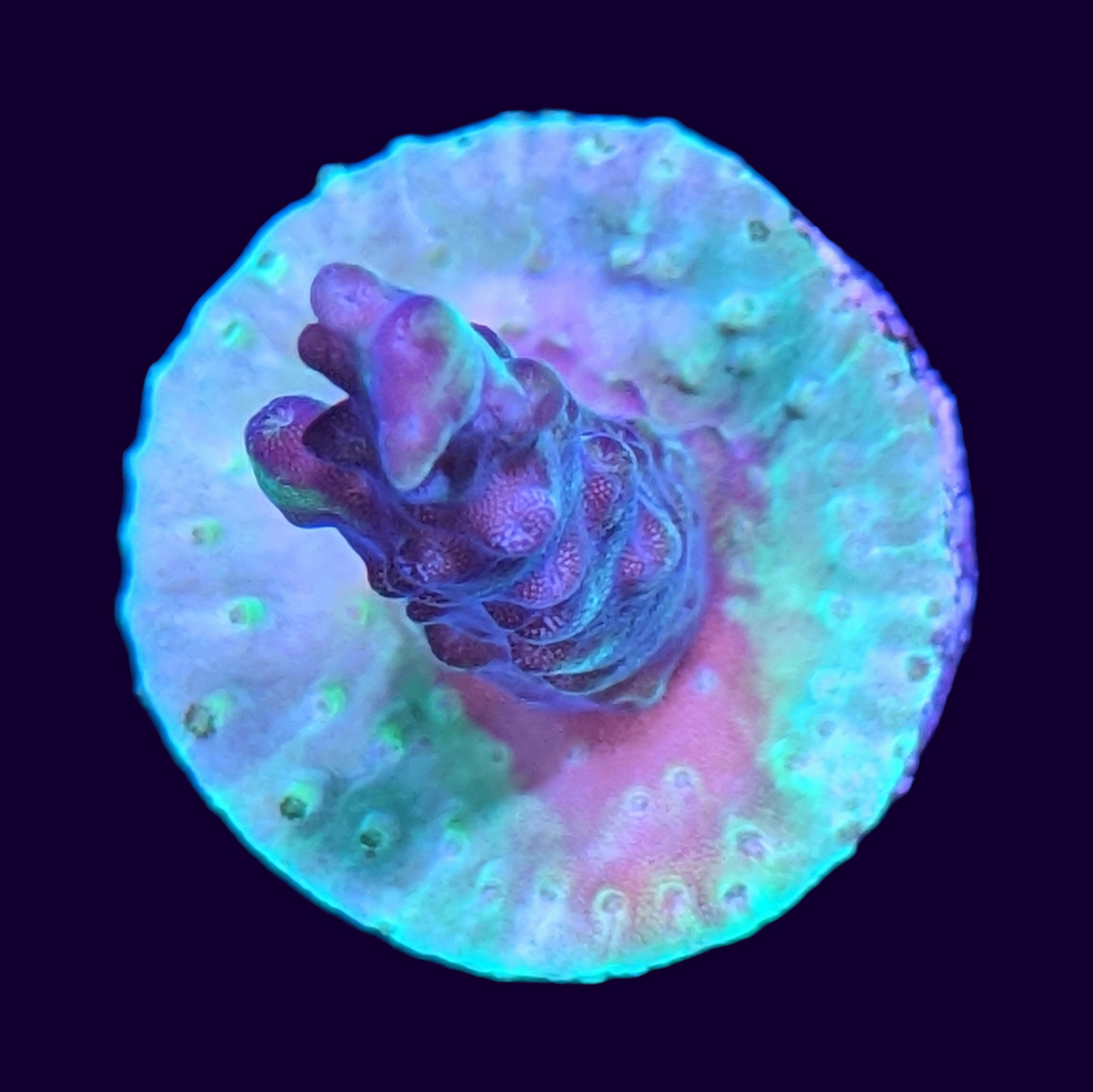 Acropora Frag (UK Grown)