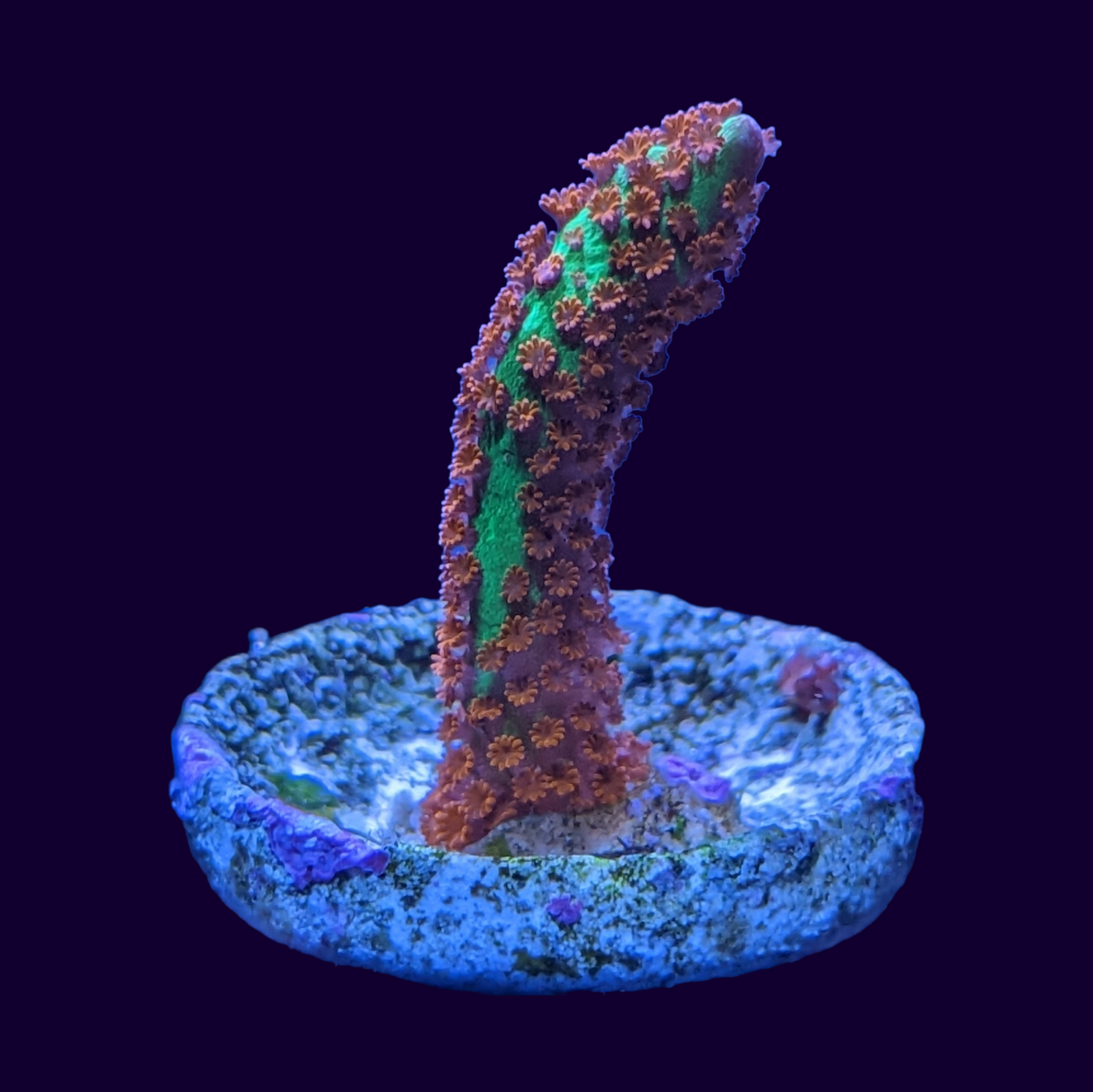 Forrest of Fire Montipora digitata (UK Grown)