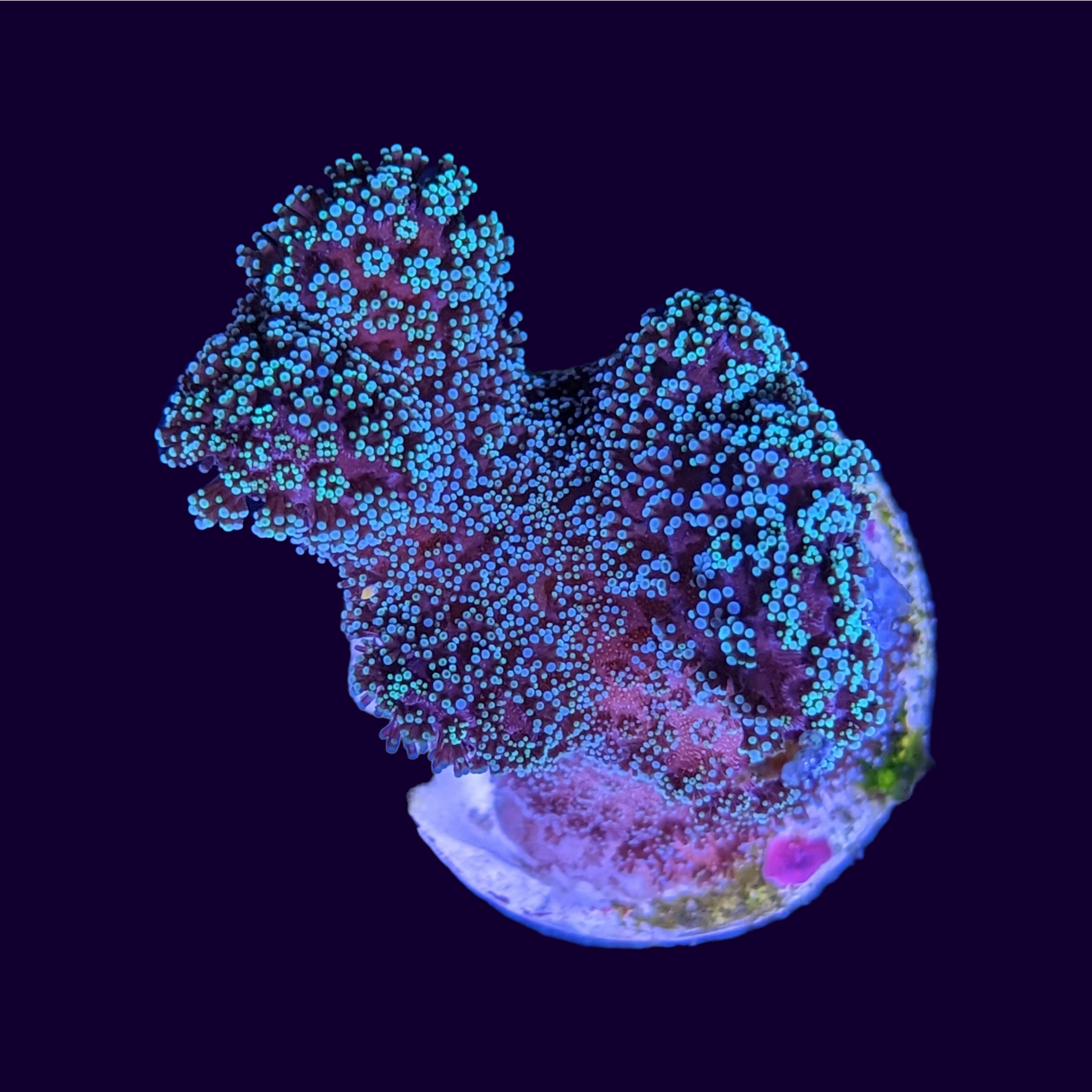 Blue Polyp Stylophora