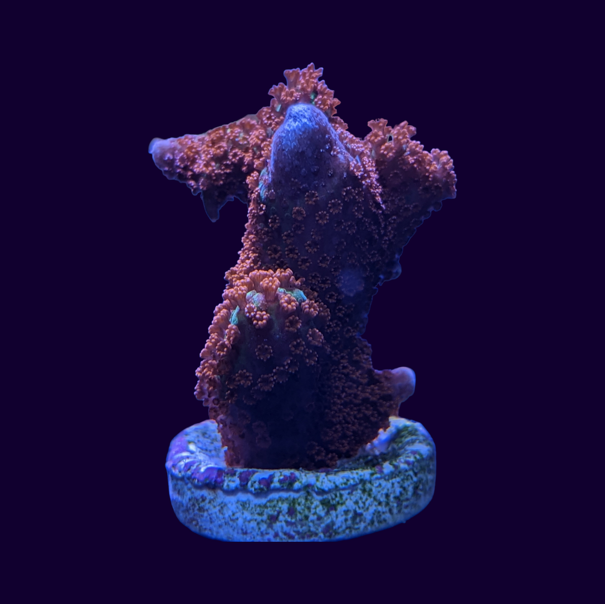 Forrest of Fire Montipora digitata (UK Grown)