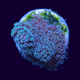 Blue Polyp Stylophora