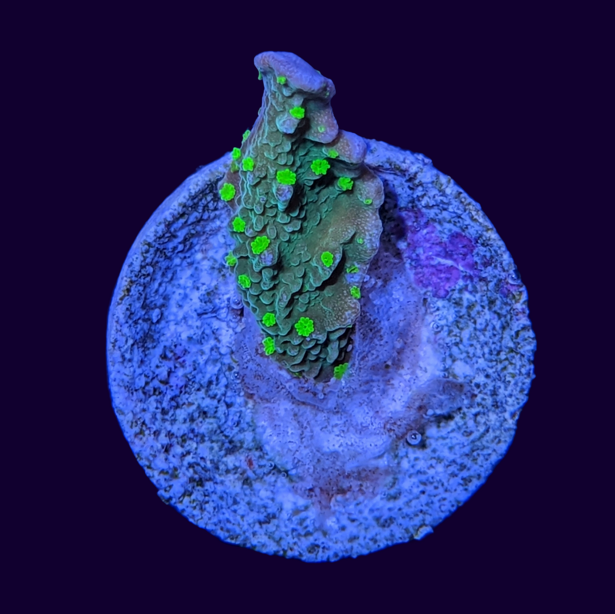 Hirsuta Montipora (UK Grown)