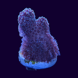 Blue Polyp Stylophora