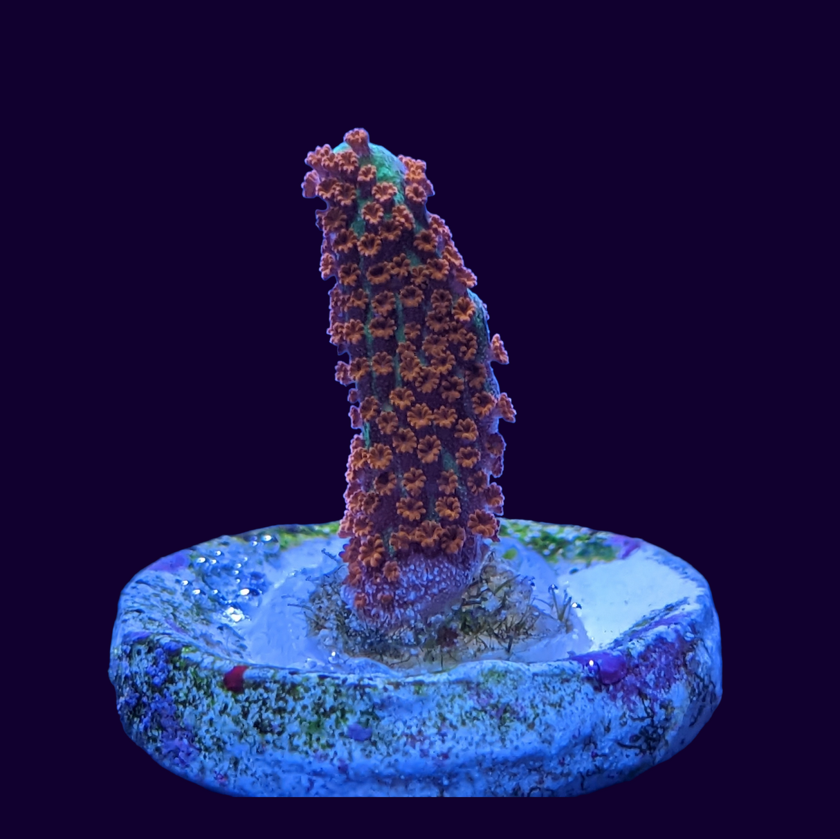 Forest of Fire Montipora digitata (UK Grown)