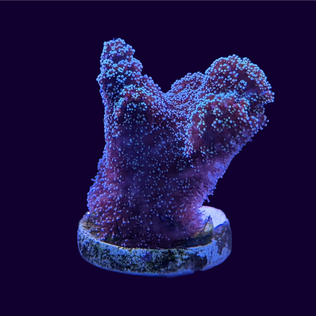 Blue Polyp Stylophora