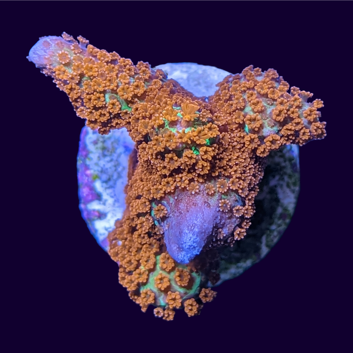 Forrest of Fire Montipora digitata (UK Grown)
