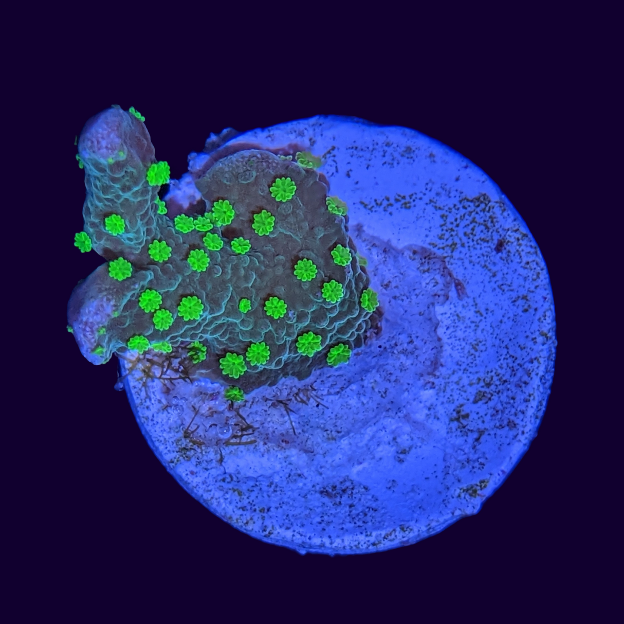 Hirsuta Montipora (UK Grown)