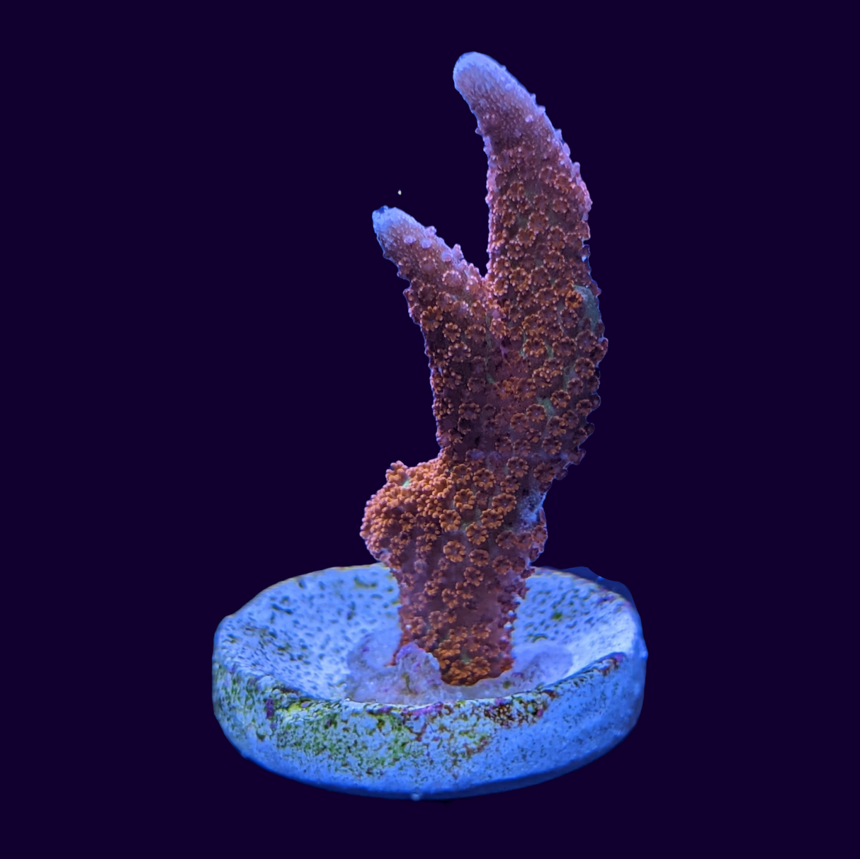 Forrest of Fire Montipora digitata (UK Grown)