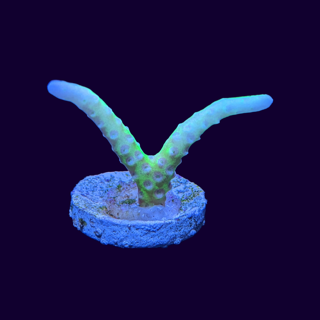 Electric Lemonade Anacropora Frag (UK Grown)