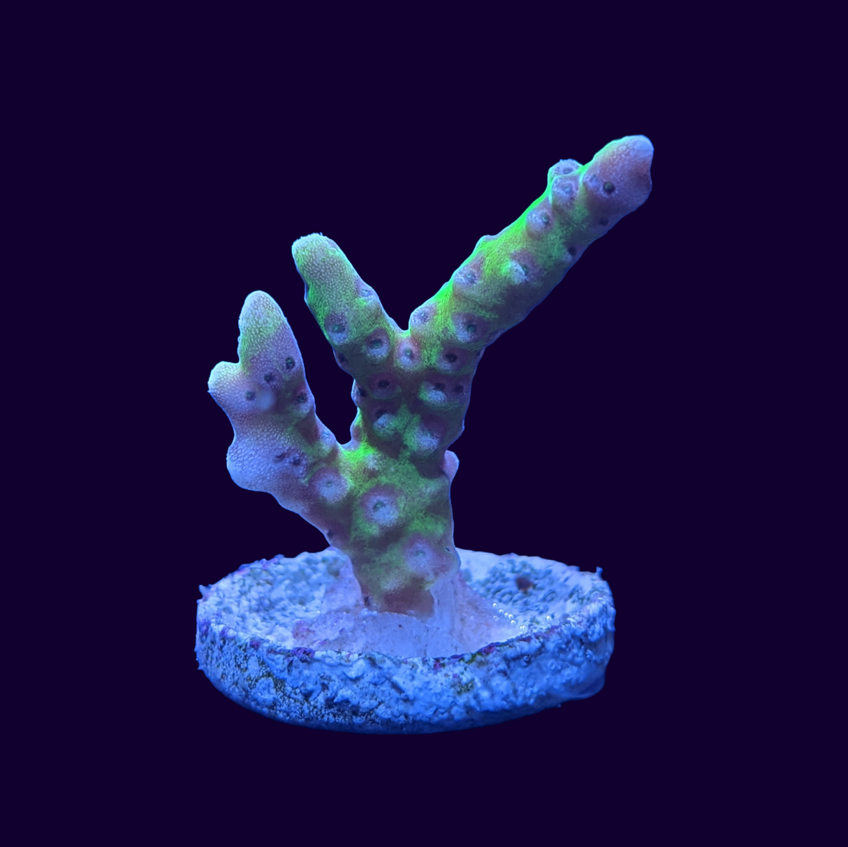 Electric Lemonade Anacropora Frag (UK Grown)