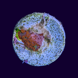 Forest of Fire Montipora digitata (UK Grown)