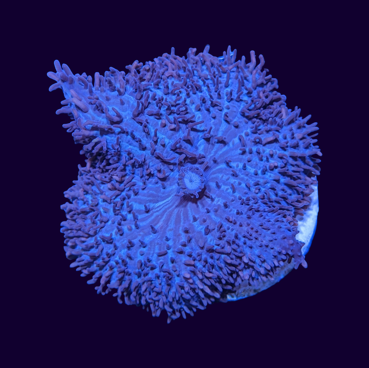 Purple Rhodactis Mushroom