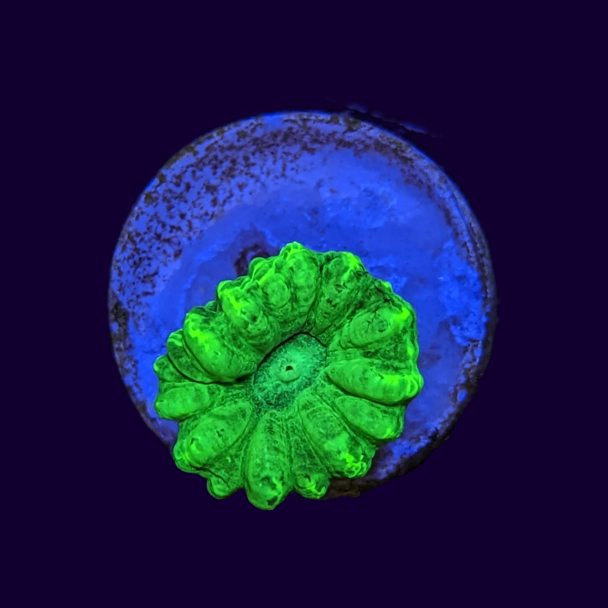 Neon Green Candy Cane thecoralcentre