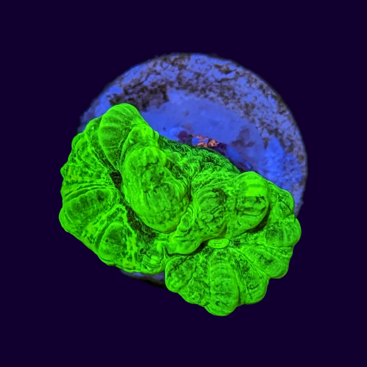 Candy Cane Ultra Neon Green 2 Heads