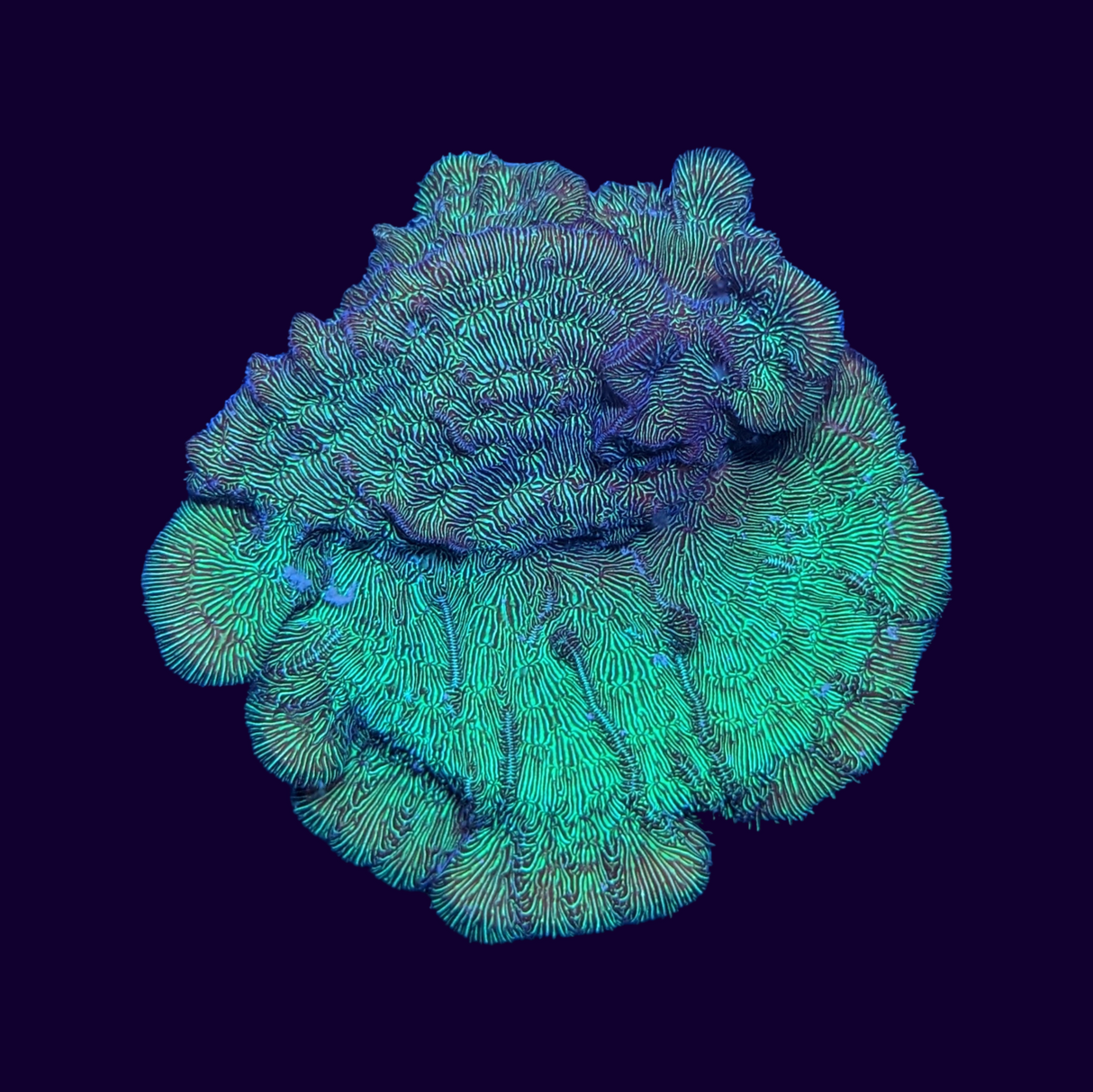 Large Metallic Green Pavona (UK Grown)