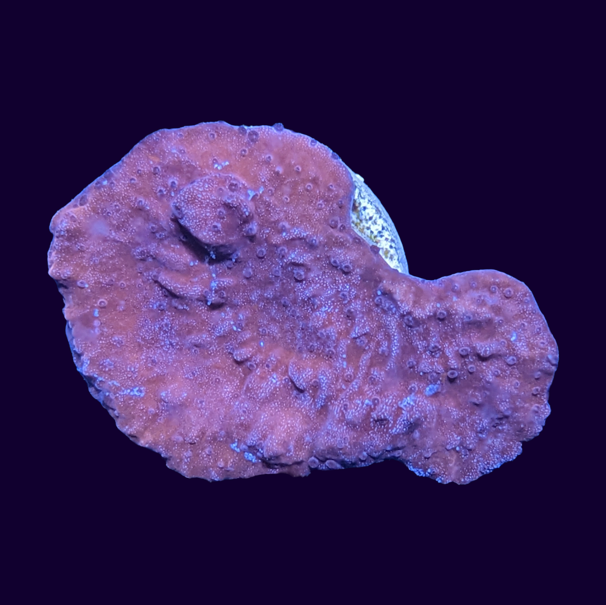Red Montipora