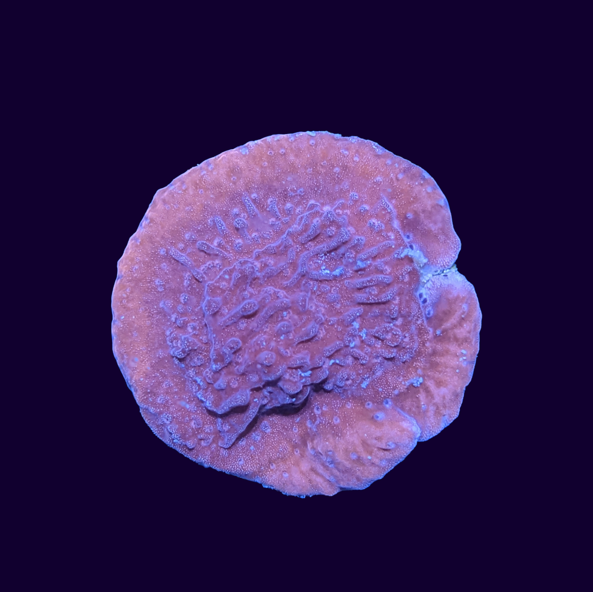 Red Montipora