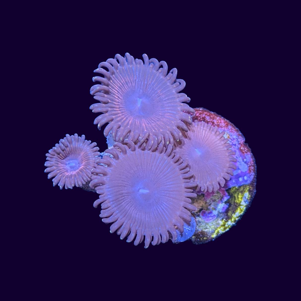 Pink Passion Zoa Frag (UK Grown)