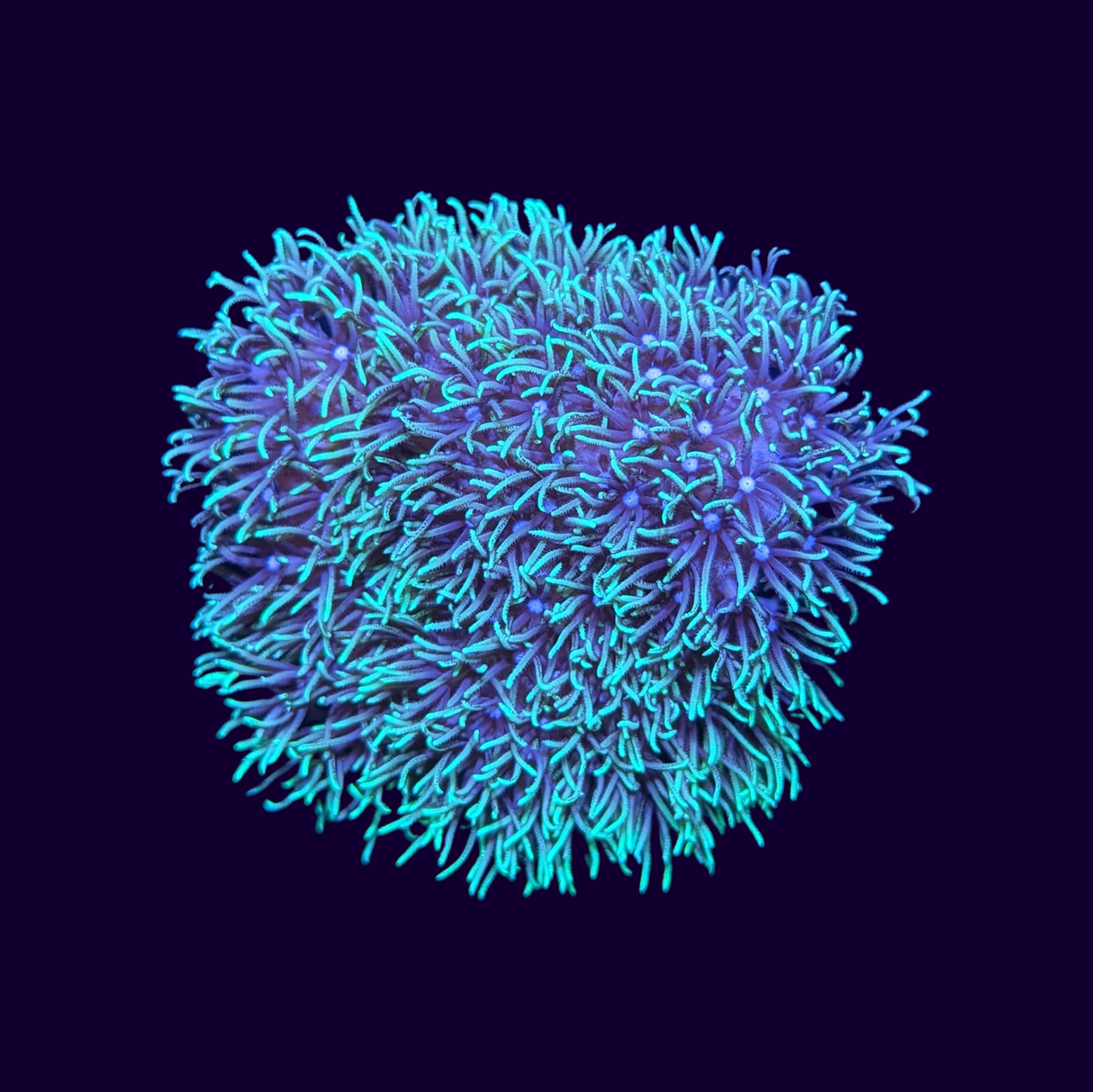 Green Star Polyp Mini Colony