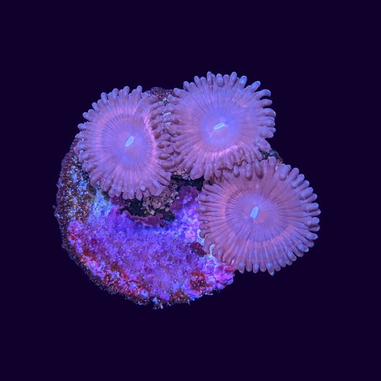 Pink Passion Zoa Frag (UK Grown)