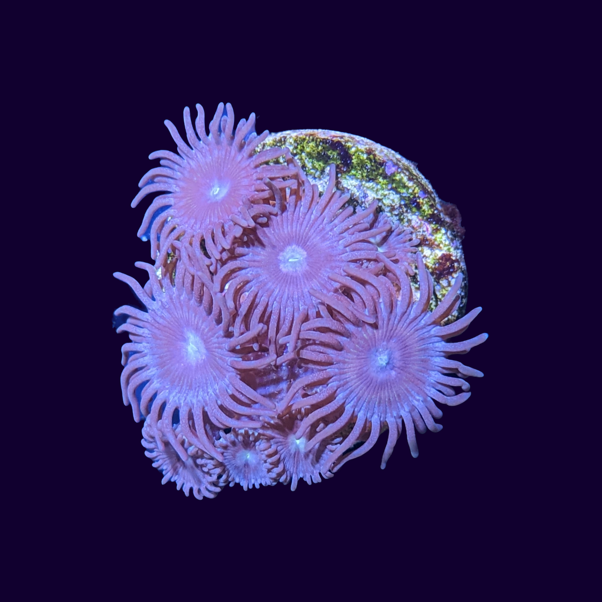 Zoa Frag