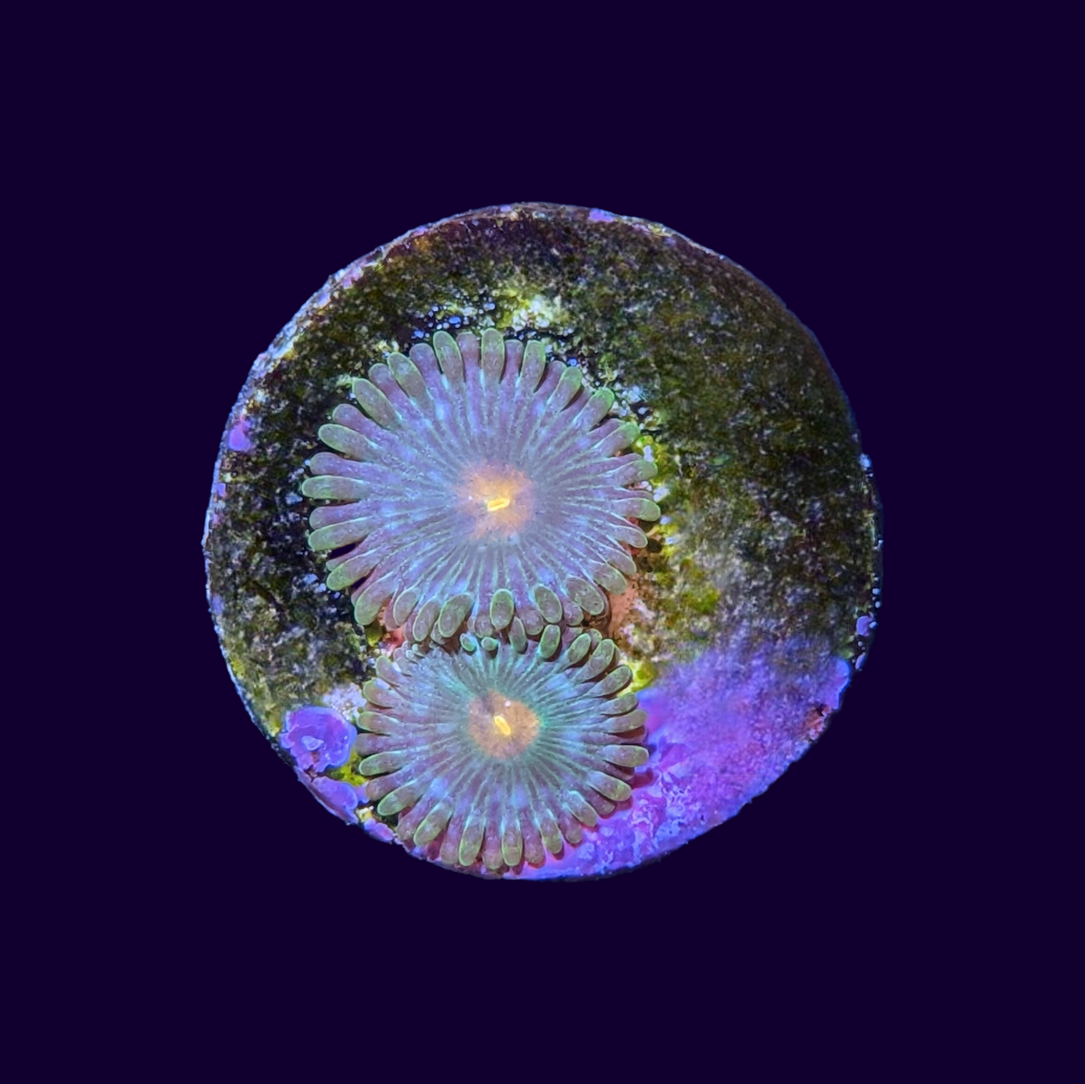 John Deere Zoa Frag