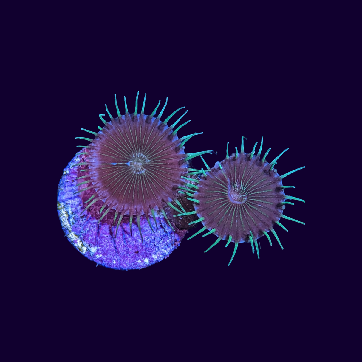 Paly Frag