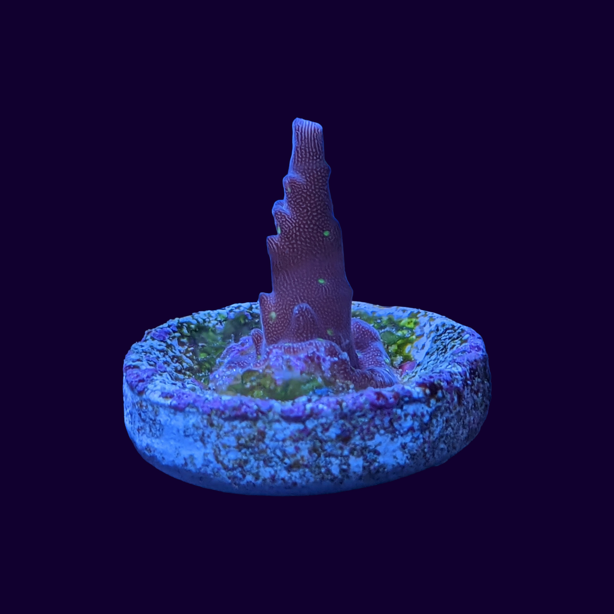 Acropora Frag (UK Grown)