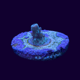 Acropora Frag (UK Grown)