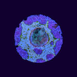 Acropora Frag (UK Grown)